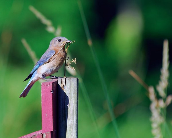 female-blue-bird-blue-bird-bird-birding-preview
